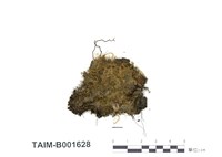 藏品(皺蒴苔)的圖片